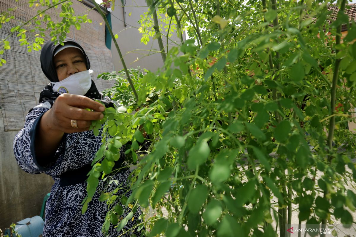 Kandungan daun kelor yang kaya nutrisi